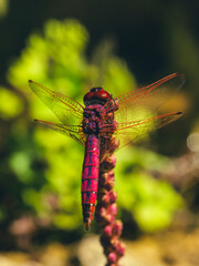 red dragonfly on a leaf