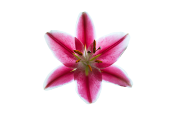 a pink flower with a white background
