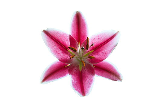 a pink flower with a white background - Powered by Adobe