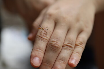 Tiny mantis perched delicately on a child's finger, highlighting nature's intricate details.