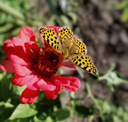 butterfly on flower © MacroTale