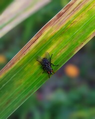 fly on a leaf