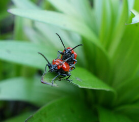 Naklejka premium Insects on a leaf