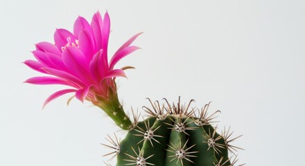 Pink Flower Blooming on Green Cactus Plant in Minimalist White Background