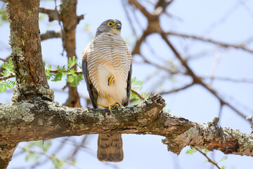 African Goshawk bird perched on a tree