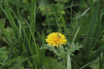 Yellow flowers of dandelion (Taraxacum officinale) and a grasshopper sitting on a dandelion. Background of a field of dandelions on a sunny spring day. Blooming dandelion. Grasshopper.
