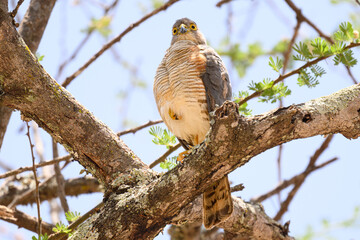 African Goshawk bird perched on a tree - Amboseli National Park Kenya