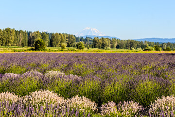 A vibrant lavender field in full bloom stretches toward a tree-lined forest with majestic Mount Rainier towering in the background under a bright summer sky.