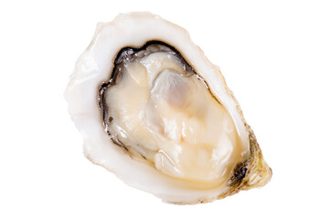 a close up of a oyster shell on a white surface
