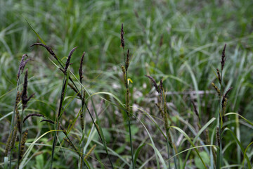 carex acuta, commonly known as common sedge, black sedge or smooth black sedge