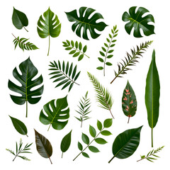 Collection of various green tropical plant leaves arranged on a white surface isolated on transparent background