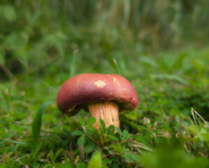 Mushroom In Grass