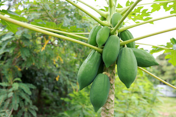 Nature fresh green papaya on tree with fruits