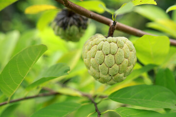 Custard apple  still on the tree. Tropical fruit.