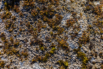 Detailed close-up of rocky shoreline covered with barnacles and brown seaweed, showcasing marine biodiversity, textures, and intertidal ecosystem patterns.