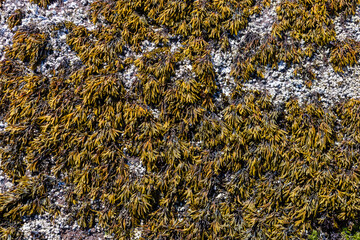 Detailed close-up of rocky shoreline covered with barnacles and brown seaweed, showcasing intertidal ecosystem textures, biodiversity, and coastal marine life.