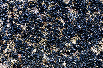 Detailed close-up of a rocky shore densely covered with black mussels and barnacles, capturing the rich textures, biodiversity, and marine ecosystem of the intertidal coastal zone.