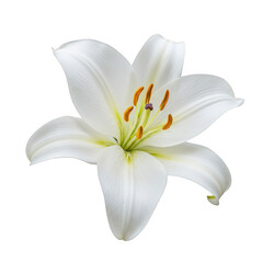 Obraz premium A pristine white lily with delicate petals and golden stamens isolated on transparent background
