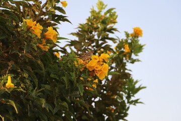 Bougainvillea buttiana - flower plant blooming in the park, beautiful summer day in Egypt. Background. Egypt