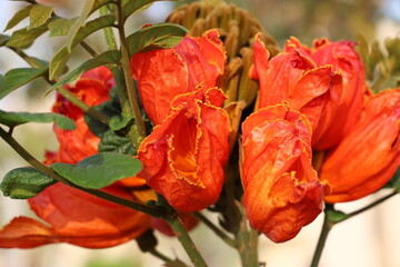 African tulip tree flower. Orange petals close-up among green leaves. Lush flower with yellow outline. Orange tropical flower Spathodea campanulata. Background. Egypt.