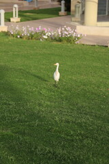 A magnificent heron walks in a park on green grass surrounded by flowers and palm trees.
Egret, Egypt