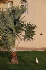 A magnificent heron walks in a park on green grass surrounded by flowers and palm trees.
Egret, Egypt