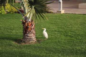 A magnificent heron walks in a park on green grass surrounded by flowers and palm trees.
Egret, Egypt