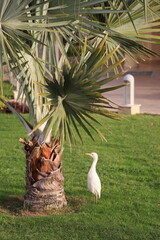 A magnificent heron walks in a park on green grass surrounded by flowers and palm trees.
Egret, Egypt