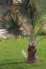 A magnificent heron walks in a park on green grass surrounded by flowers and palm trees.
Egret, Egypt