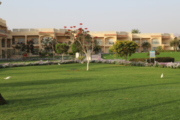 A magnificent heron walks in a park on green grass surrounded by flowers and palm trees.
Egret, Egypt