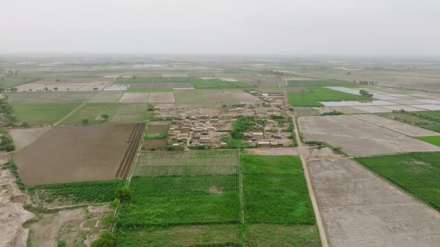 High angle drone shot of a village near Badin surrounded with rice paddy field in Sindh, Pakistan.