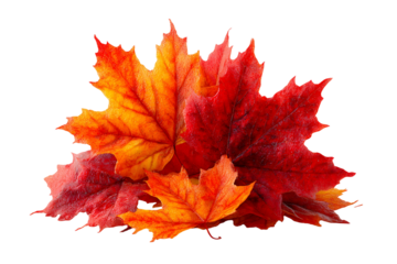 A vibrant collection of autumn maple leaves against a stark transparent background