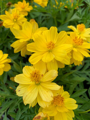 yellow Cosmos Flower, yellow flower, grass flower in the field