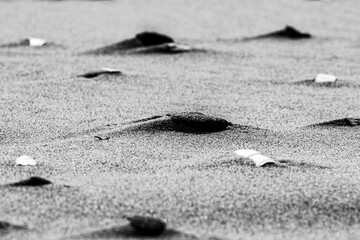A monochrome close-up captures seashell fragments partially buried in fine sand, with soft ripples and a blurred background for a minimalist coastal scene. Perfect for abstract, nature, and beach them