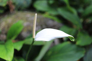 Close-up of a peace lily blooming in lush green jungle surroundings.