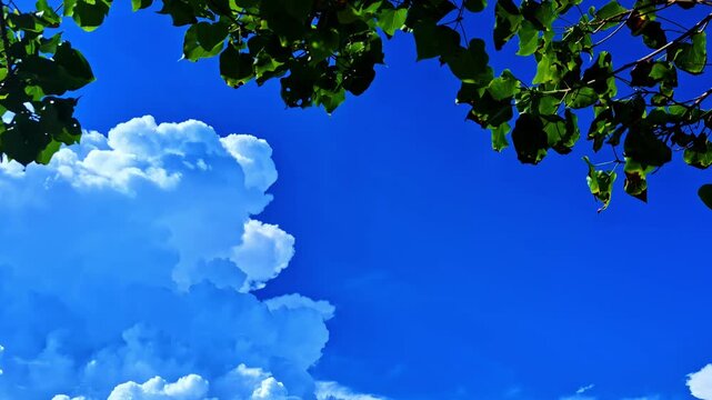 Low angle view of thick fluffy clouds in blue sky with few tree leaves in foreground.