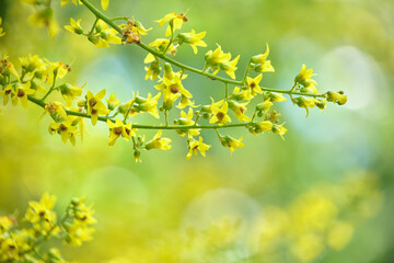 モクゲンジ Koelreuteria paniculata