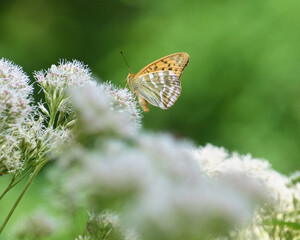 ヒヨドリバナにとまるミドリヒョウモン Silver-washed Fritillary on Boneset