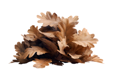 Elegant autumn oak leaves arrangement on a transparent backdrop creating a seasonal mood