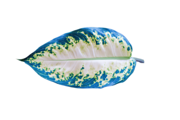 a leaf with a white and blue pattern on it
