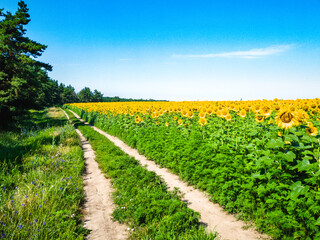 A country road between a pine forest and a field of sunflowers under a clear blue sky.