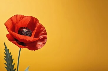 Beautiful red poppy flower on yellow background, flat lay. Banner with space for text. Card with copy space