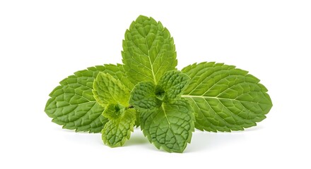 A closeup studio shot of fresh green mint leaves arranged in a cluster against a clean white background