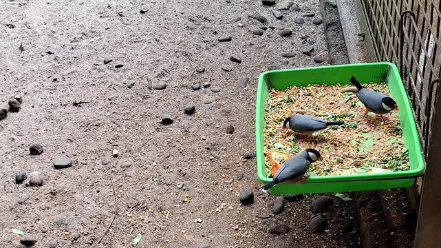 The Java sparrow (Padda oryzivora) is a small-sized songbird from the Estrildidae family, seen feeding in a farm area.
