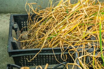 Garlic harvest in a storage box, close-up