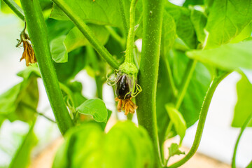 Young eggplant growing on a plantation in a greenhouse, close-up