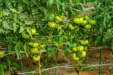 Green tomatoes hanging on the vegetable garden bed, close-up. A fruitful harvest of tomatoes