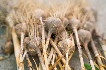 Garlic harvest close-up in storage