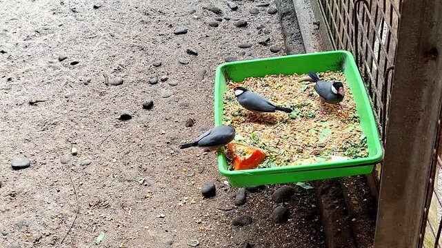 The Java sparrow (Padda oryzivora) is a small-sized songbird from the Estrildidae family, seen feeding in a farm area.