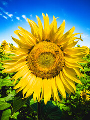 Large sunflower against the blue sky on a bright sunny day, summer mood and nature.